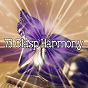 Album 73 Clasp Harmony de Ambient Forest
